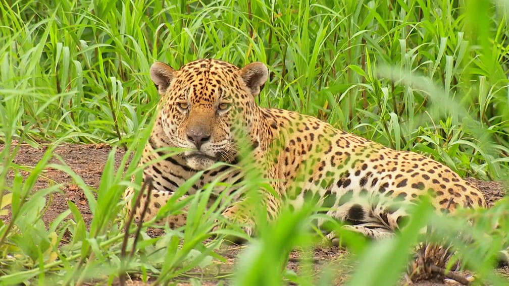 Parque no Pantanal é um dos maiores refúgios de onças pintadas do mundo — Foto: Globo Repórter