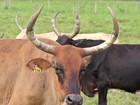Cientistas e criadores trabalham para salvar o gado pantaneiro
