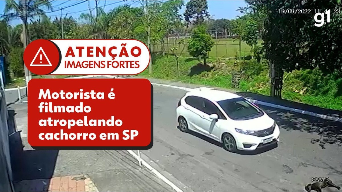 Vídeo Mostra Motorista Atropelando Cachorro Em Rua De Sp E Fugindo Sem Prestar Socorro São 