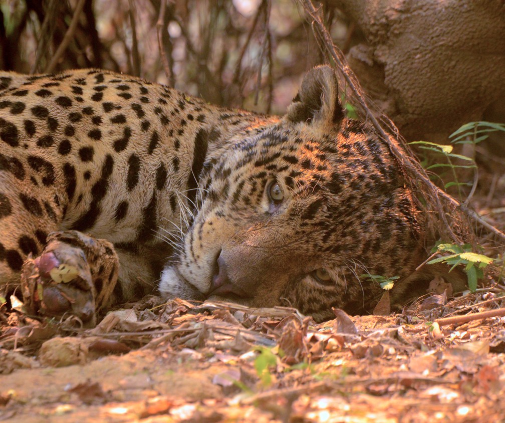 Foto de onça-pintada no Parque Estadual Encontro das Águas, no Pantanal, viralizou nas redes sociais — Foto: Ailton Lara