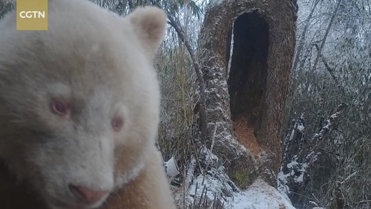 Único no mundo, panda albino é flagrado em reserva natural da China; veja vídeos