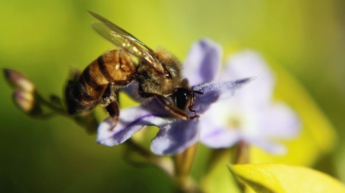 G1 - Abelha-europeia &eacute; uma das esp&eacute;cies mais conhecidas no mundo - not&iacute;cias em Fauna