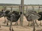 Fazenda no Ceará aposta na criação de avestruz para comércio de plumas