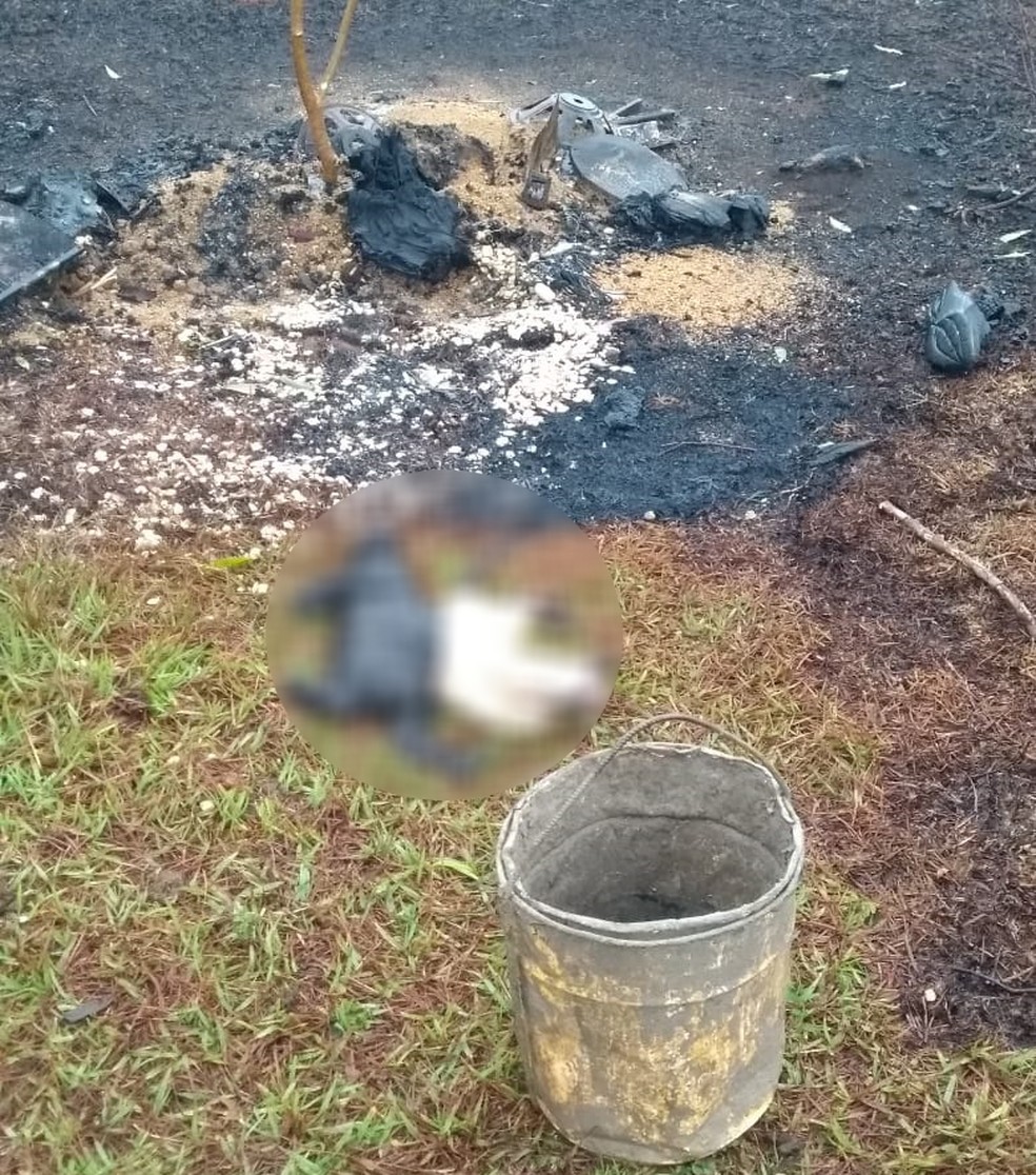 Homem foi preso após matar animais domésticos em Presidente Epitácio (SP) — Foto: Polícia Civil