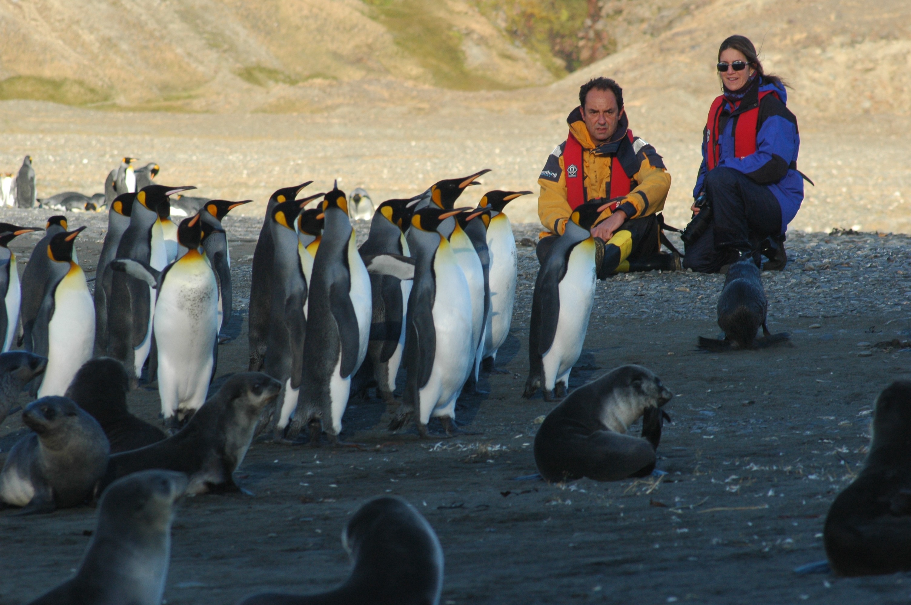 Amyr e sua esposa Marina Bandeira observam pinguins e leões-marinhos - a exuberante vida selvagem está por toda parte na Antártida (Foto: DIVULGAÇÃO | FLICKR | AMYR KLINK)