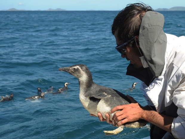 Vinte e oito pinguins foram devolvidos ao mar, nesta sexta-feira (10), em Búzios (Foto: Divulgação/ Sérgio Quissak)