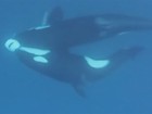 Lista reúne tubarões virando presa após ataque de orcas, lince e até peixe
