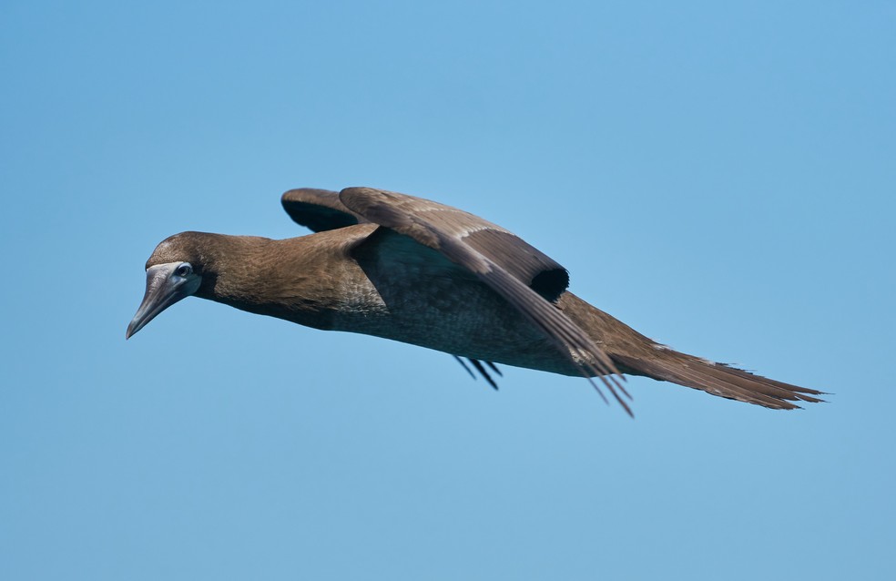 Aves marinhas são consideradas aquelas que têm como habitat e fonte de alimento o mar — Foto: Daniel Assis Alfenas/Acervo Pessoal