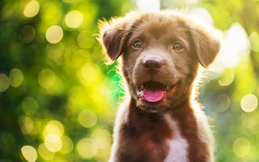 Pets limpinhos, fofinhos, enfeitados e cheirosos Eles sempre