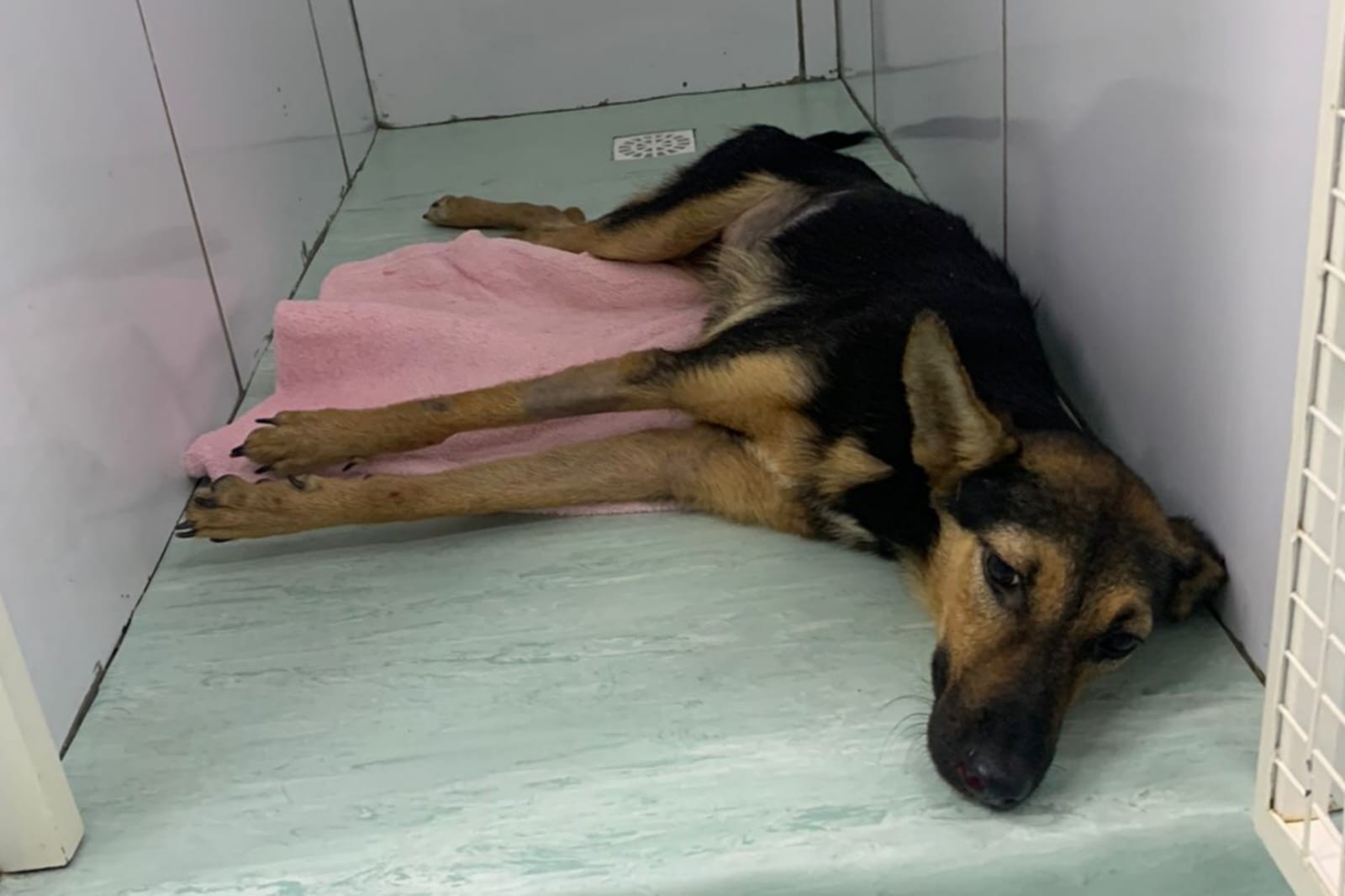 Duas cadelas são mortas e uma lesionada gravemente em invasão a abrigo para animais, na Grande Fortaleza