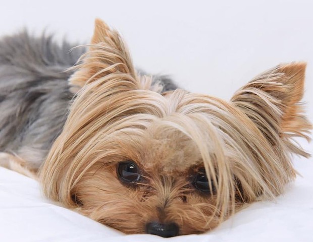 Doralice, cadelinha de Xuxa (Foto: Reprodução/Instagram  @bladmeneghel)