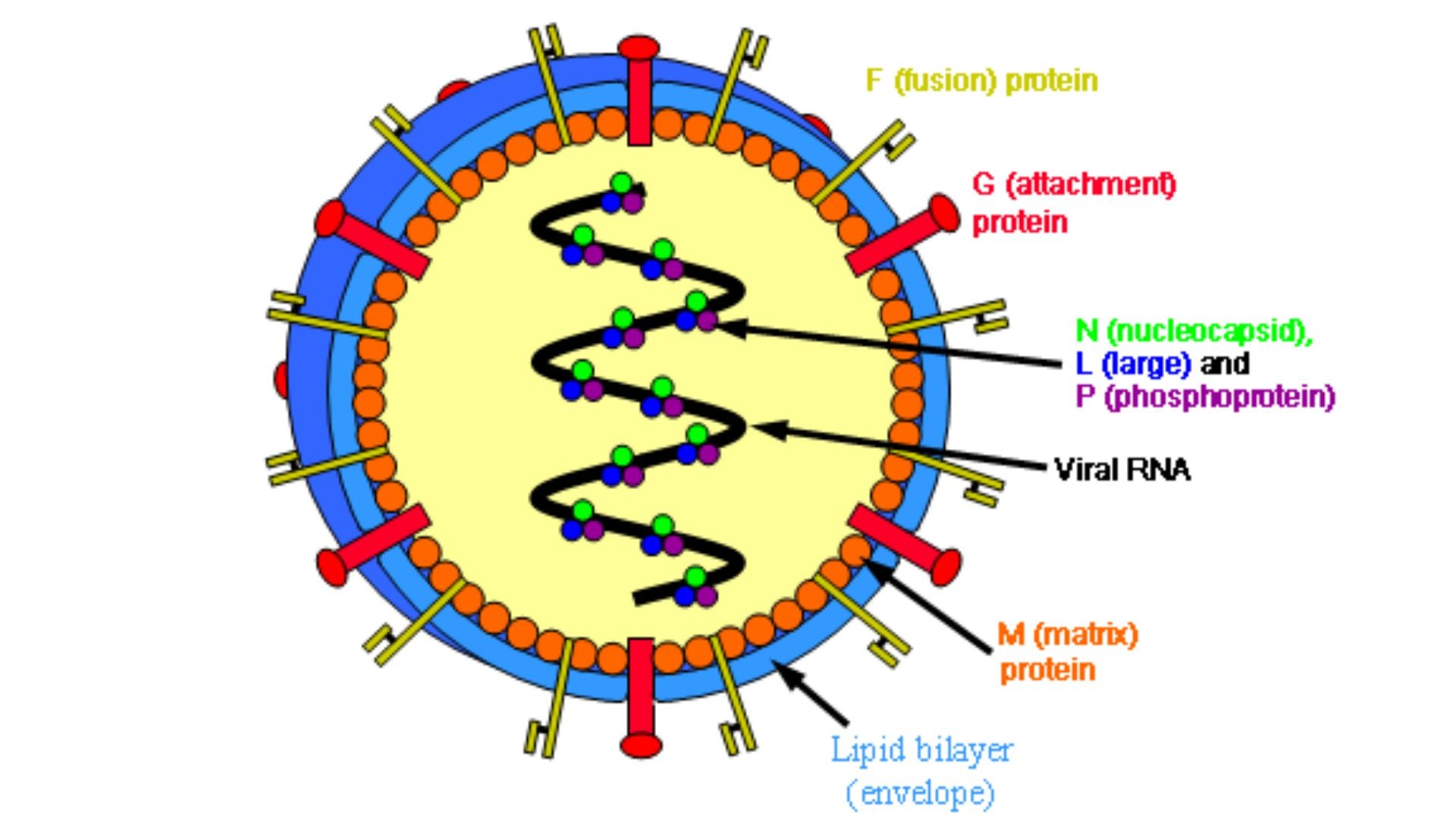 Estrutura dos henipavírus  (Foto: Wikimedia Commons )