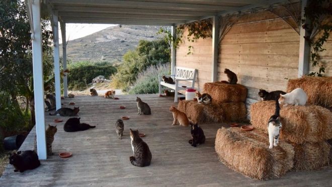 Sonhar com animais pode não ser o que você imagina