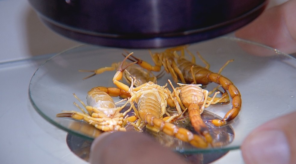 Escorpiões são resistentes ao veneno, diz especialista — Foto: Reprodução/TV TEM