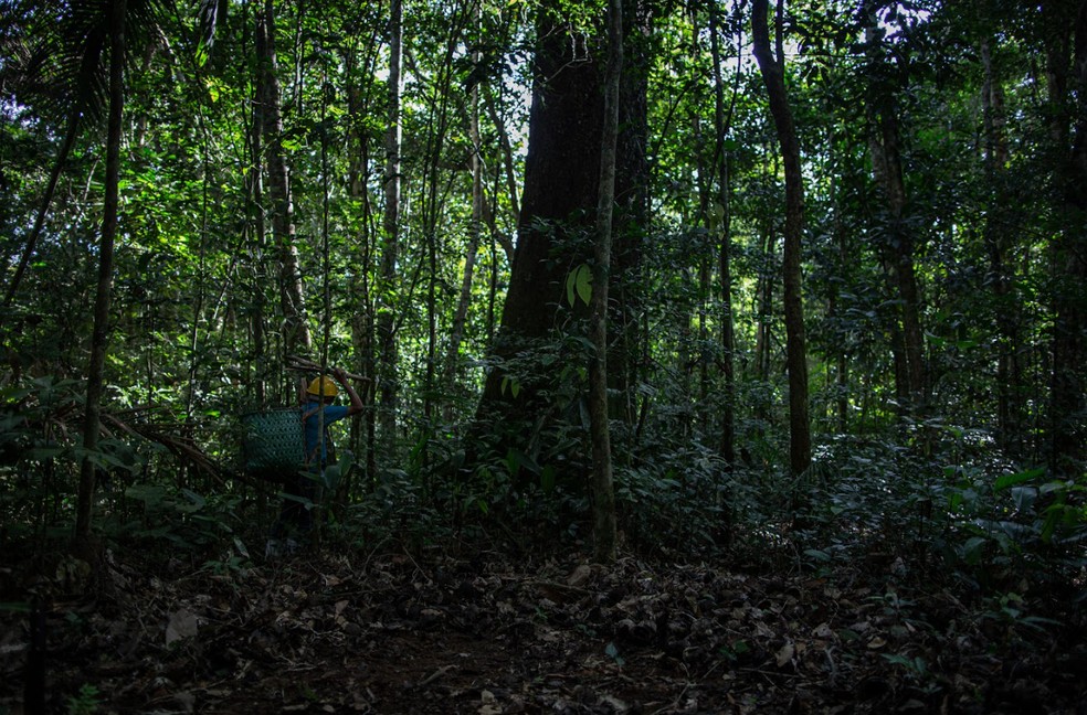  Embrapa desenvolve boas práticas de coleta e processamento da castanha  — Foto: Flavio Forner/Arquivo pessoal