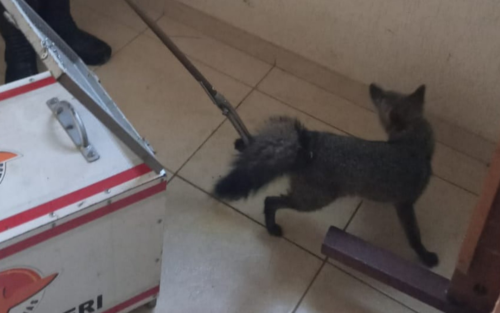 Bombeiros resgatam raposa dentro de casa, em Ipameri