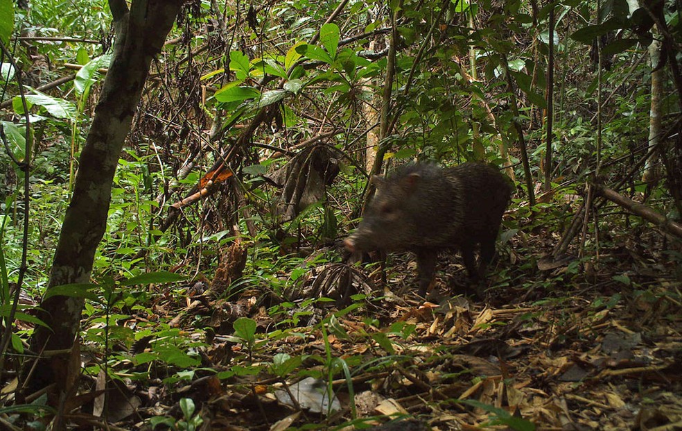 Projetos sÃ£o voltados para preservaÃ§Ã£o do meio ambiente  â€” Foto: DivulgaÃ§Ã£o/AndrÃ© Botelho