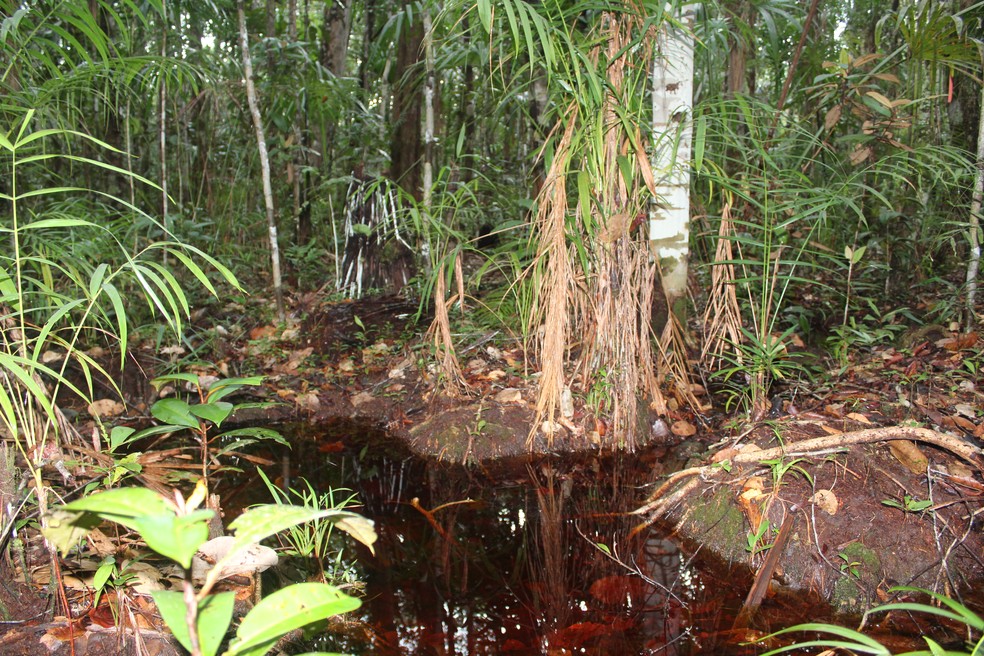 Floresta de campinarana em São Sebastião do Uatumã, no Amazonas. — Foto: Layon Oreste Demarchi/Divulgação