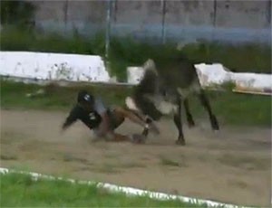 VALEU BOI!: Touro invade partida do Campeonato Paraibano Sub-15 e coloca  jogadores pra correr - Blog do BG