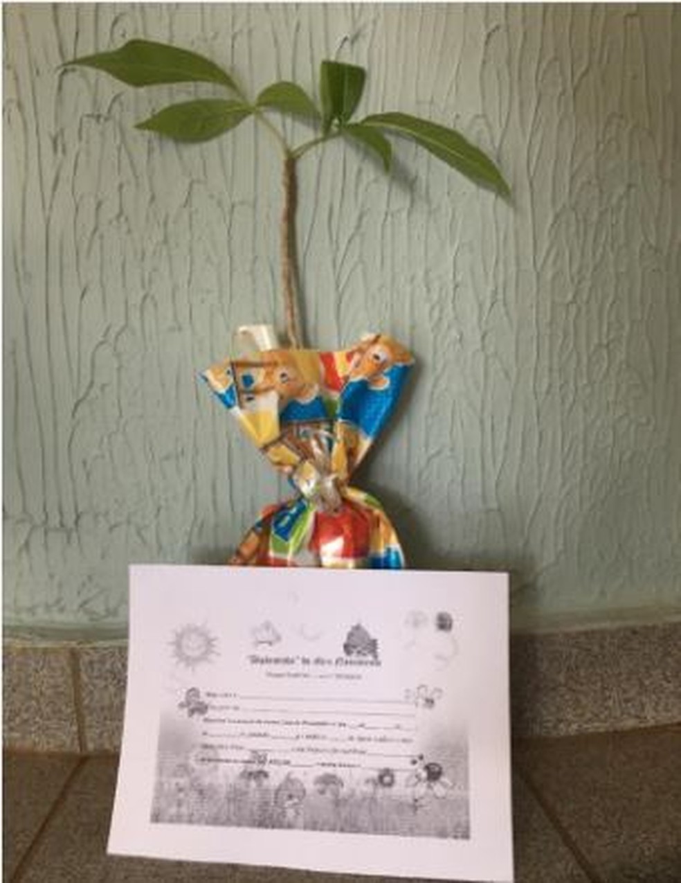 Médico presenteia as mães da maternidade com diploma de "mamãe" e uma muda que ela será responsável pelo plantio e crescimento — Foto: Arquivo Pessoal 