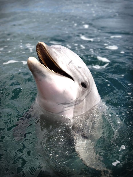 Espécime fêmea de golfinho chamada de Say, que fez parte dos testes de cientistas americanos (Foto: Divulgação/Brian Branstetter)