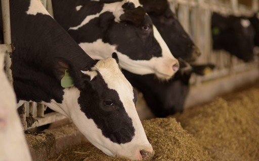 Nutrición animal: producción mundial de cultivos aumenta 2,3% en 2021, según Alltech – Revista Globo Rural