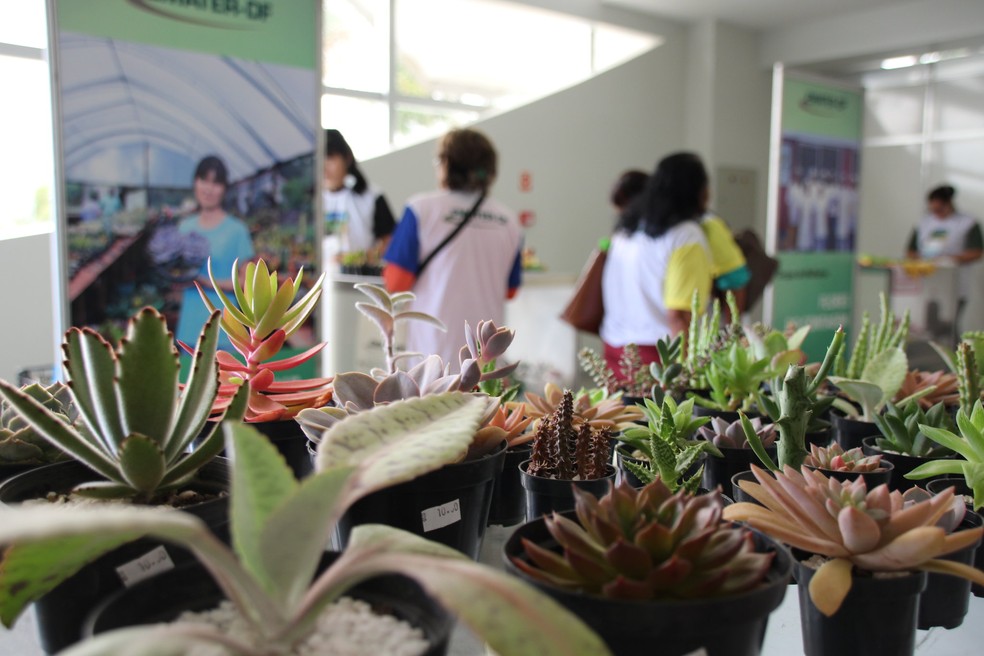 Plantas de produtoras rurais do DF exibidas no Encontro de Mulheres de 2018 da Emater — Foto: Emater-DF/Divulgação