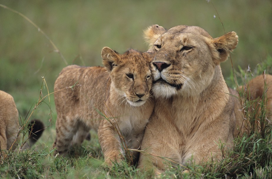 Leoa e filhote descansam em uma savana no Quênia