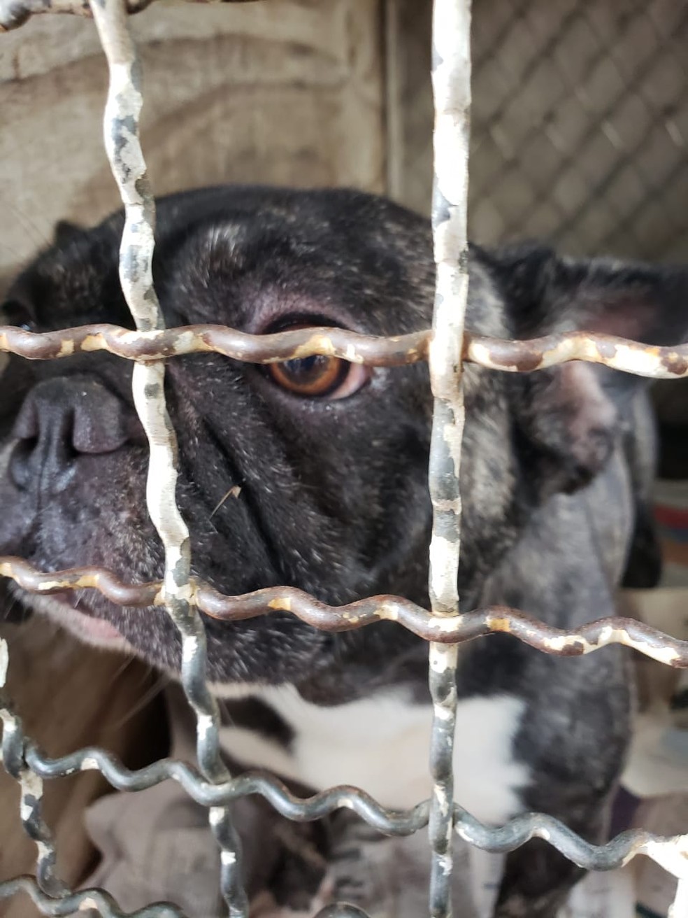 Cães eram agredidos a vassouradas — Foto: ONG/Divulgação