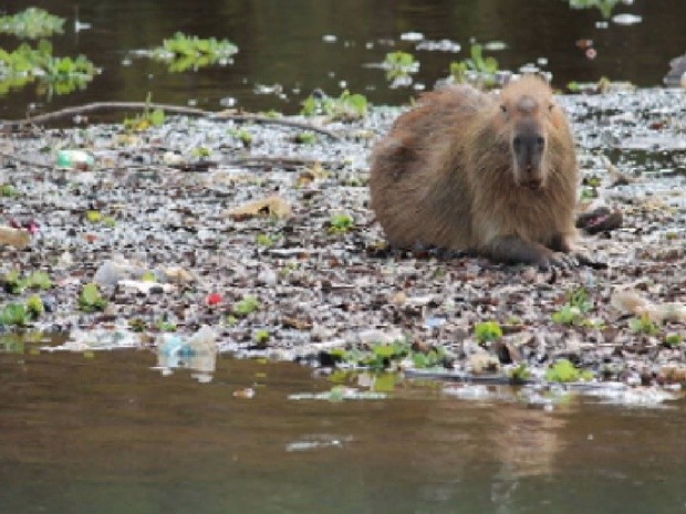 Capivara caminha em meio ao lixo na represa de Rio Preto (Foto: Fábio Oliveira/TEM Você)