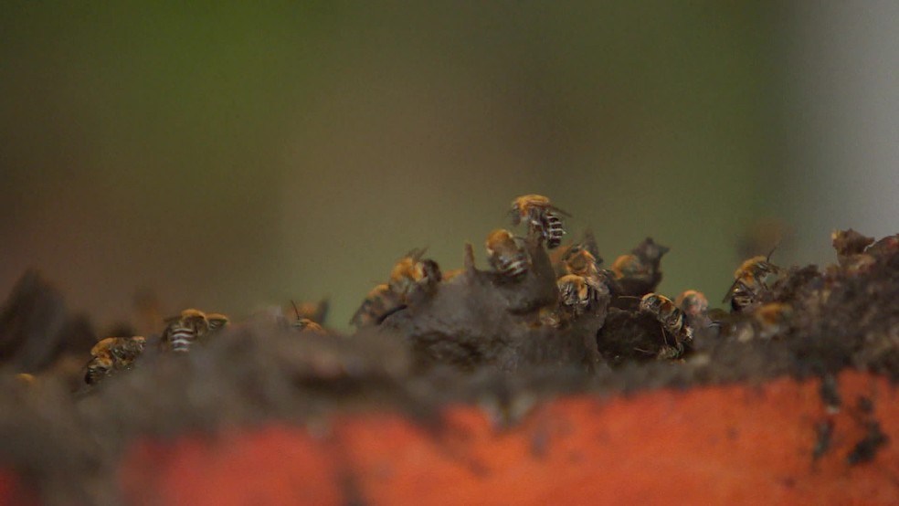 Criação de abelhas sem ferrão é incentivada no Recife — Foto: Reprodução/TV Globo