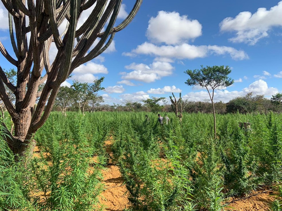 PlantaÃ§Ã£o com 120 mil pÃ©s de maconha Ã© localizada durante operaÃ§Ã£o na Bahia â Foto: DivulgaÃ§Ã£o/PolÃ­cia Civil