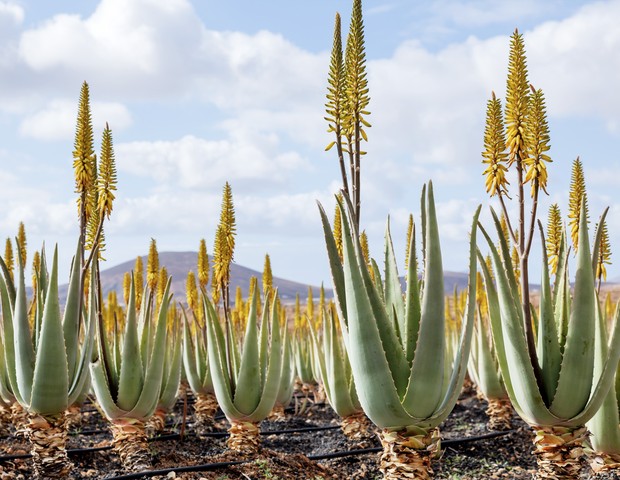 Medicinal aloe vera plants, Fuerteventura, Canary Islands. (Foto: Getty Images/Science Photo Libra)