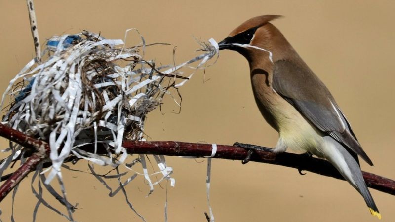 Pássaro que fez ninho com detritos no Canadá (Foto: Malcolm Jolly via BBC News)