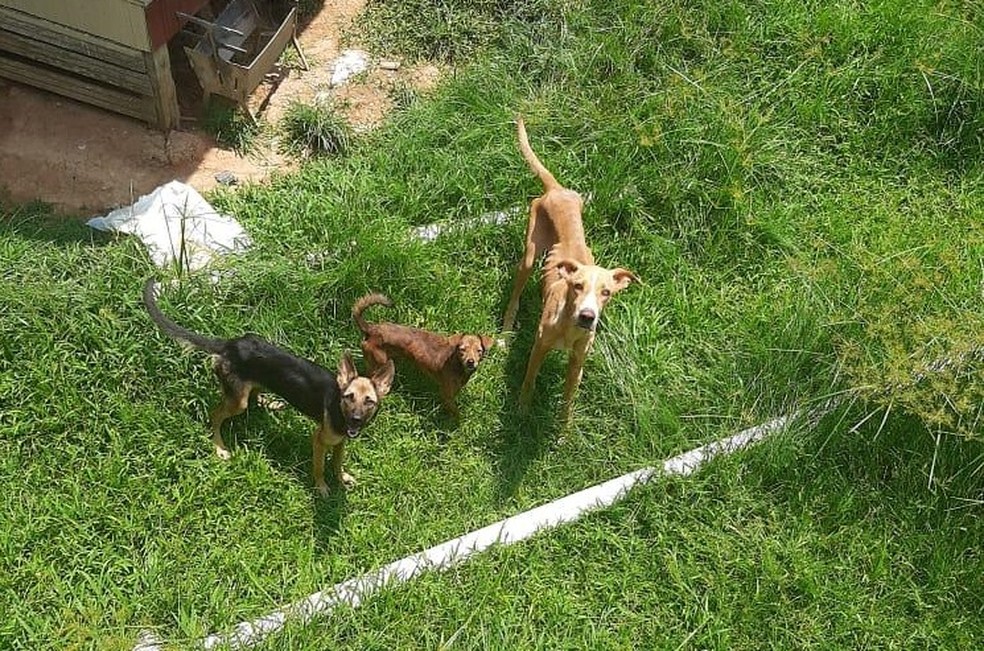 Animais foram encaminhados para abrigo para cuidados — Foto: Arquivo/PC-AC