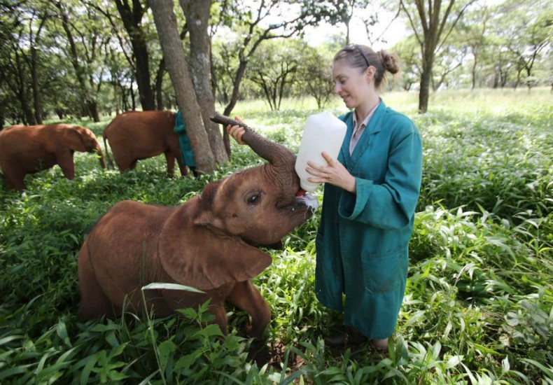 orfanato_elefantes_planeta_bicho (Foto: Divulgação / IFAW - International Fund for Animal Welfare)