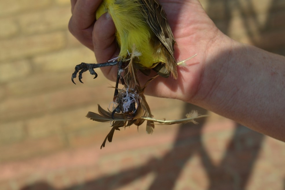Pássaro se enroscou em uma linha de pipa em Tupã — Foto: Diogo Pereira/Mais Tupã