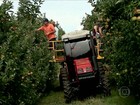 Clima adia colheita da maçã no RS e produtores esperam preço mais alto