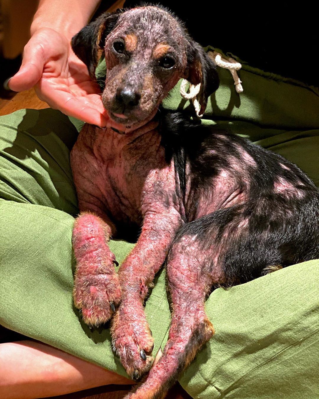 Família Gagliasso adota cachorra abandonada em estrada (Foto: Reprodução/Instagram)