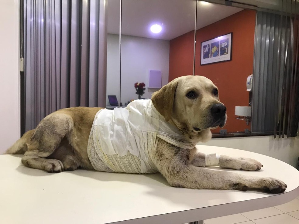 Cachorro esfaqueado foi levado para clínica veterinária — Foto: Marco Doni Mores/Arquivo Pessoal