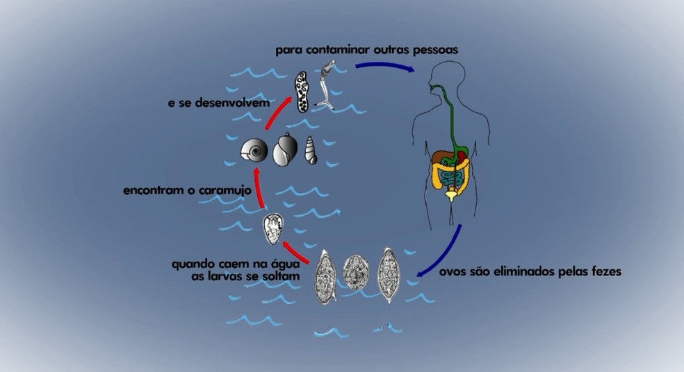 Ciclo da esquistossomose (Foto: Reprodução/EPTV)