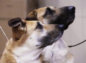 cães de guarda (Foto: Getty Images)