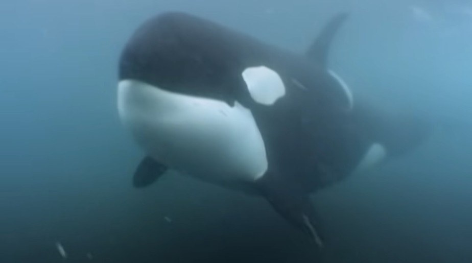 Animais pedradores, as orcas não costumam atacar humanos