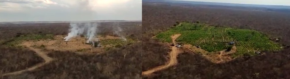 Polícia queima plantação com 170 mil pés de maconha em Campinas do Piauí — Foto: Divulgação/PM