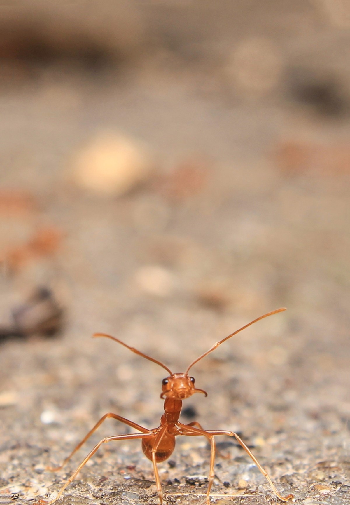 Uma solução encontrada pelas acácias é abrigar um exército de formigas. A árvore fornece abrigo e alimento, e a formiga faz a segurança (Foto: Pexels / prasanthdas ds / CreativeCommons)