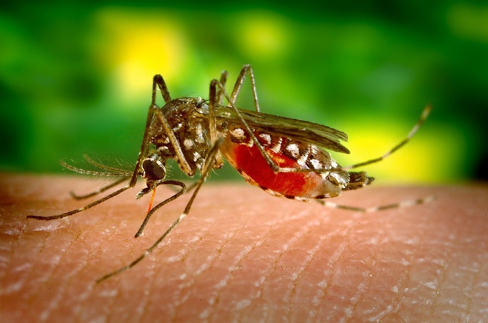 Mosquito da dengue — Foto: Pixabay/Divulgação/Arquivo