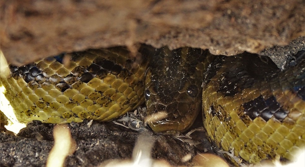 Sucuri estava escondida e com aparência saudável no Pantanal — Foto: Gabriela do Valle Alvarenga/Arquivo Pessoal