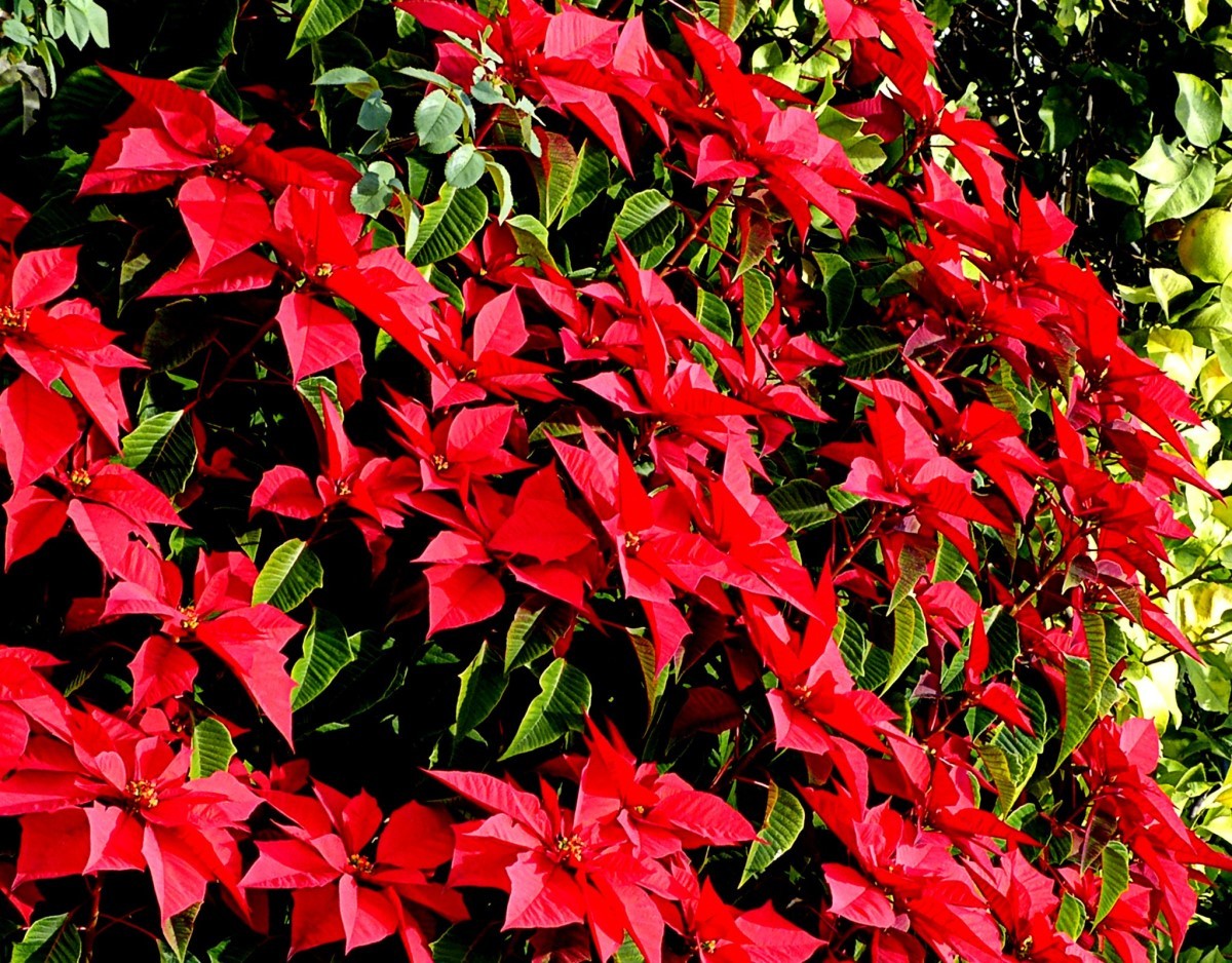 Poinsétia: a flor de vermelho intenso que demanda muita luz natural - Casa  e Jardim | Plantas