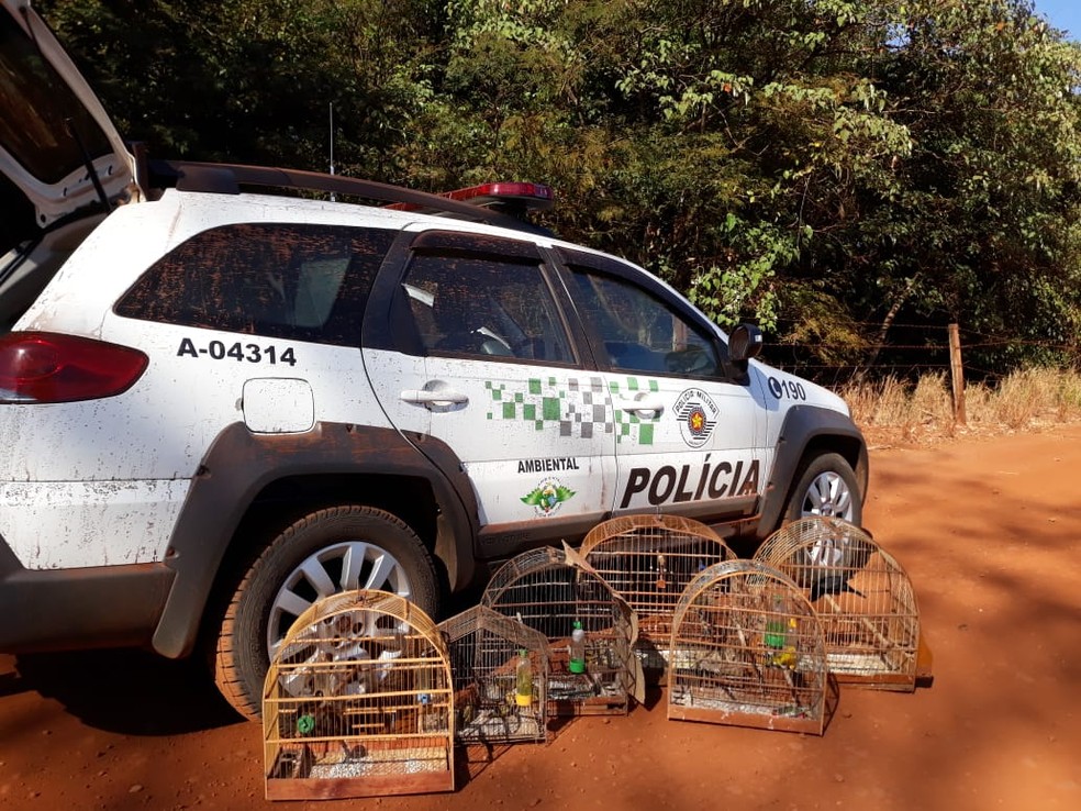Aves silvestres s&atilde;o aprendidas pela Pol&iacute;cia Ambiental de Barretos (SP) &mdash; Foto: Pol&iacute;cia Ambiental de Barretos/Divulga&ccedil;&atilde;o 