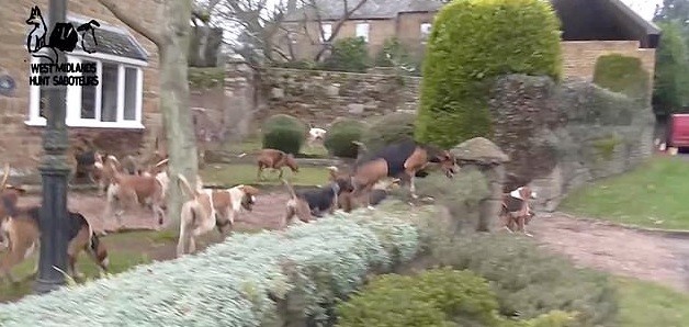 Cães de caça invadem cidade atrás de raposa  (Foto: Reprodução/DailyMail)